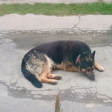 Kis 
