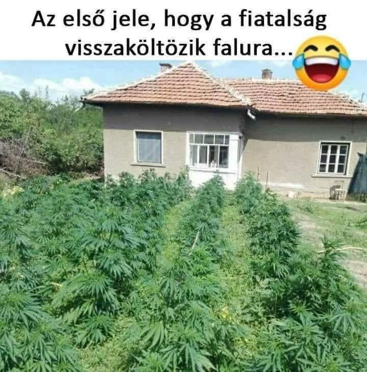 CSOK 2025 😂