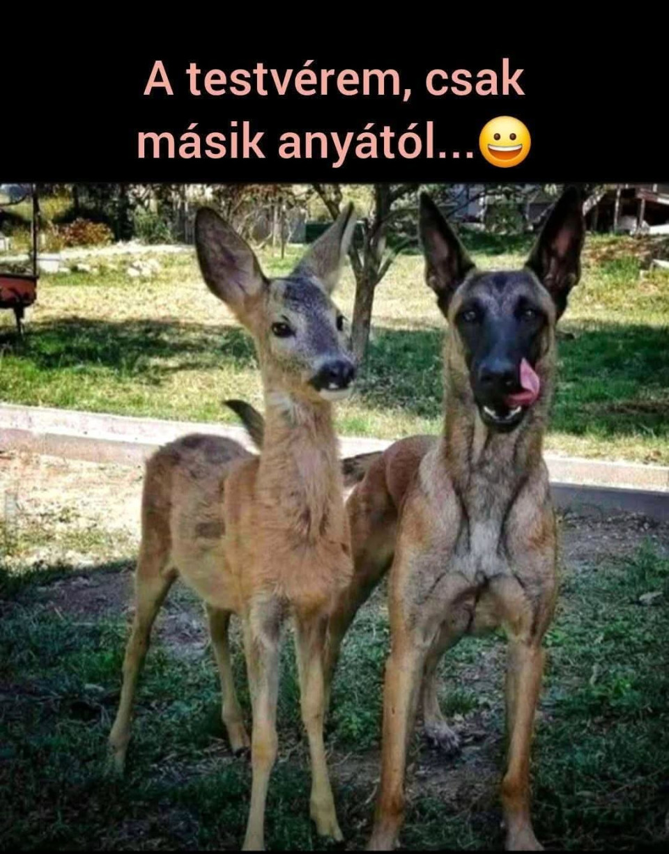 🤣