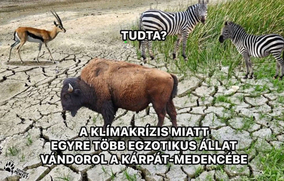 Gondolom nem gyalog... 🤔🤣