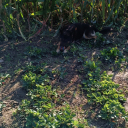 Kukoricacsősz 😂💚