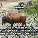 Gondolom nem gyalog... 🤔🤣
