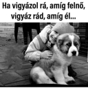 ❤️🐕‍🦺