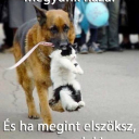 Kutya-macska barátság 😍