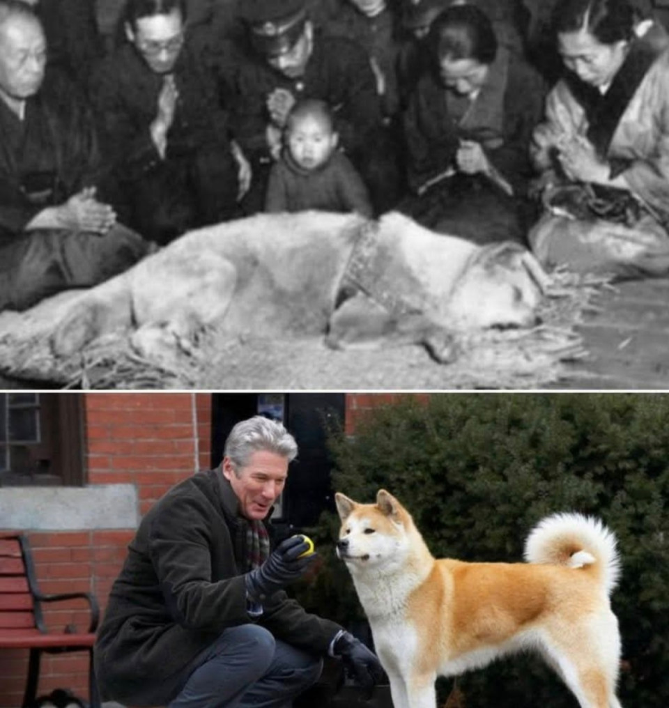 Ez Hachikō utolsó fényképe – egy japán akita kutyáé, aki rendíthetetlen hűségével örökre beírta magát a történelembe.Hachikō gazdája Ueno Eizaburō professzor volt, aki Shibuyában élt, és az 1920-as évek elején a Tokiói Császári Egyetemen tanított.Minden egyes nap együtt sétáltak el a shibuyai pályaudvarra, ahol Ueno felszállt a vonatra, hogy munkába menjen. A tanítás végeztével pontosan 15:00 órakor érkezett vissza ugyanoda – és Hachikō mindig ott várta. Türelmesen, rendületlenül, hogy hazakísérhesse szeretett gazdáját.Egy napon azonban Ueno professzort munka közben szélütés érte, és soha többé nem tért vissza az állomásra. Hachikō mégsem adta fel. Kilenc hosszú éven át, nap mint nap elment a pályaudvarra, ugyanabban az időben, ugyanazzal a reménnyel a szívében, egészen 1935-ben bekövetkezett haláláig.Hachikō története emberek millióinak szívét érintette meg világszerte. Olyannyira, hogy egy film is készült róla Hachiko – A leghűségesebb barát címmel, Richard Gere főszereplésével. A film az Egyesült Államokba helyezi át a történetet, mégis ugyanarról mesél: a feltétel nélküli szeretetről, a hűségről, és arról a csendes várakozásról, amely soha nem szűnik meg, még a halál után sem.