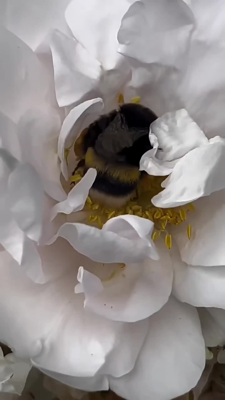 Szokásos munkanap 🐝