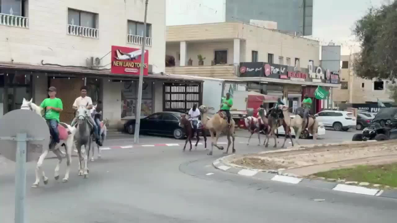 Élő teveközvetítés, Beduin Arabok szavazni mennek!