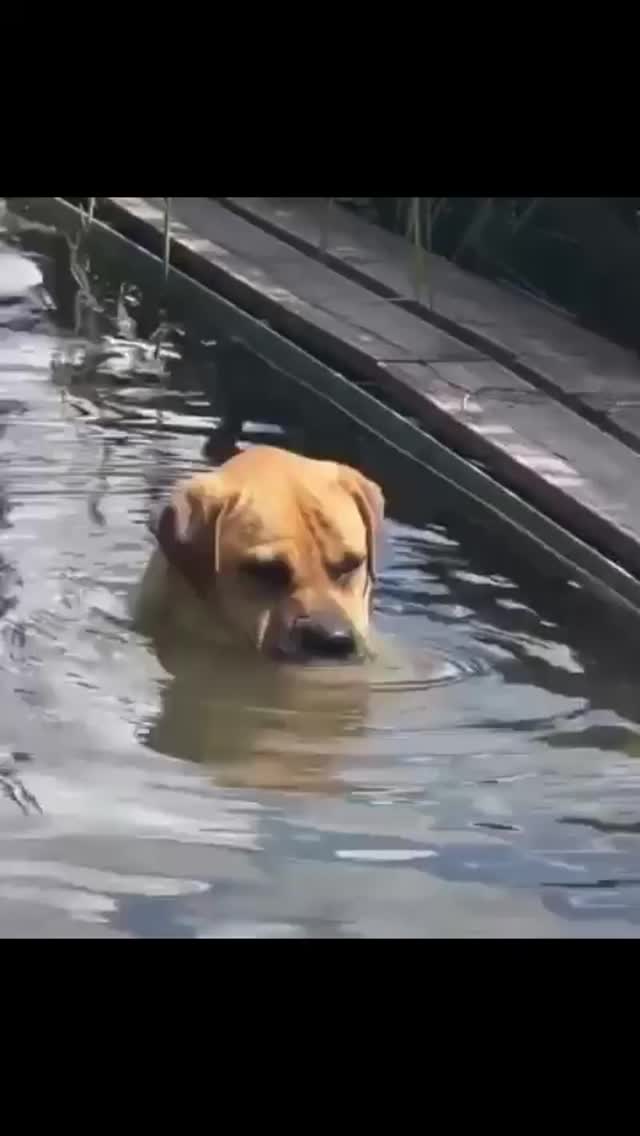 Termálvíz 💦🐶
