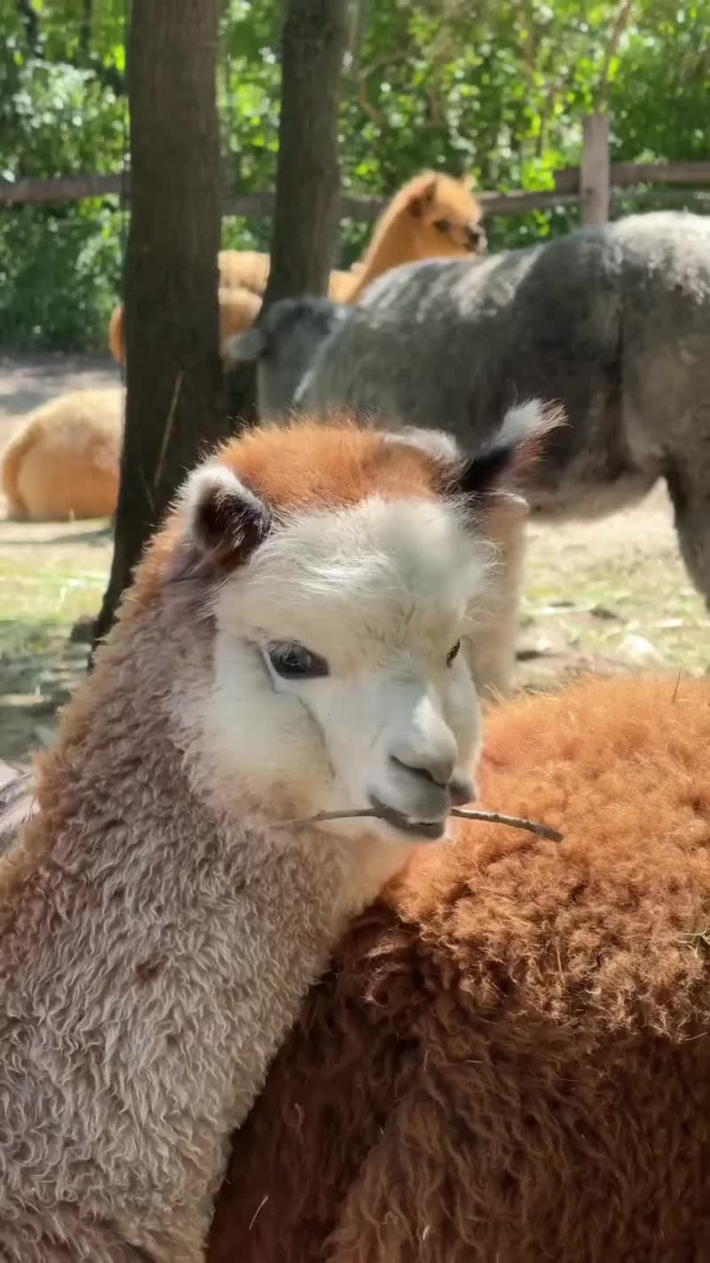 🦙
