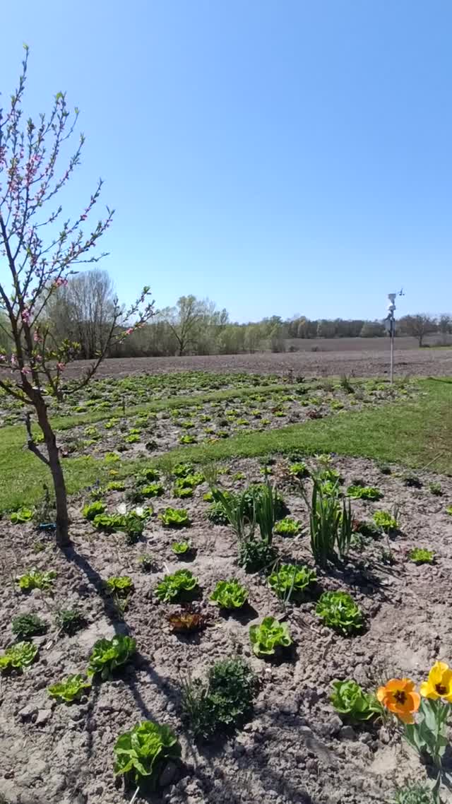🌱