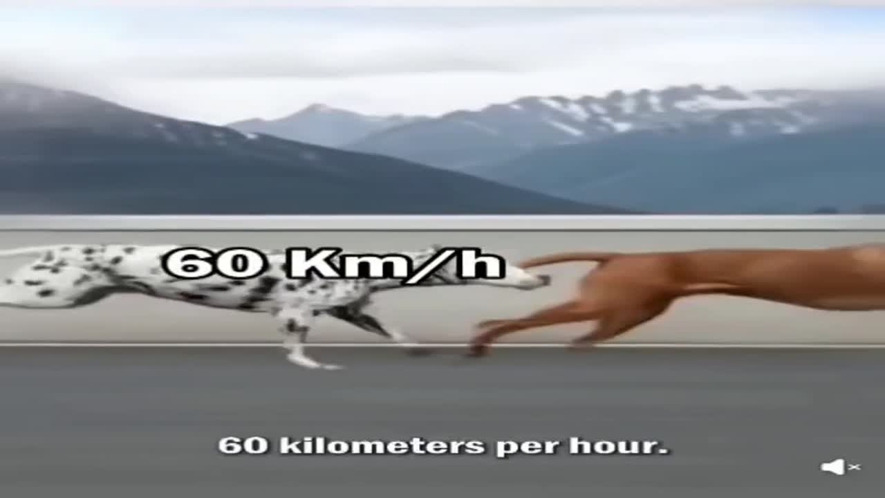 Ez már gyorshajtás🚔👮