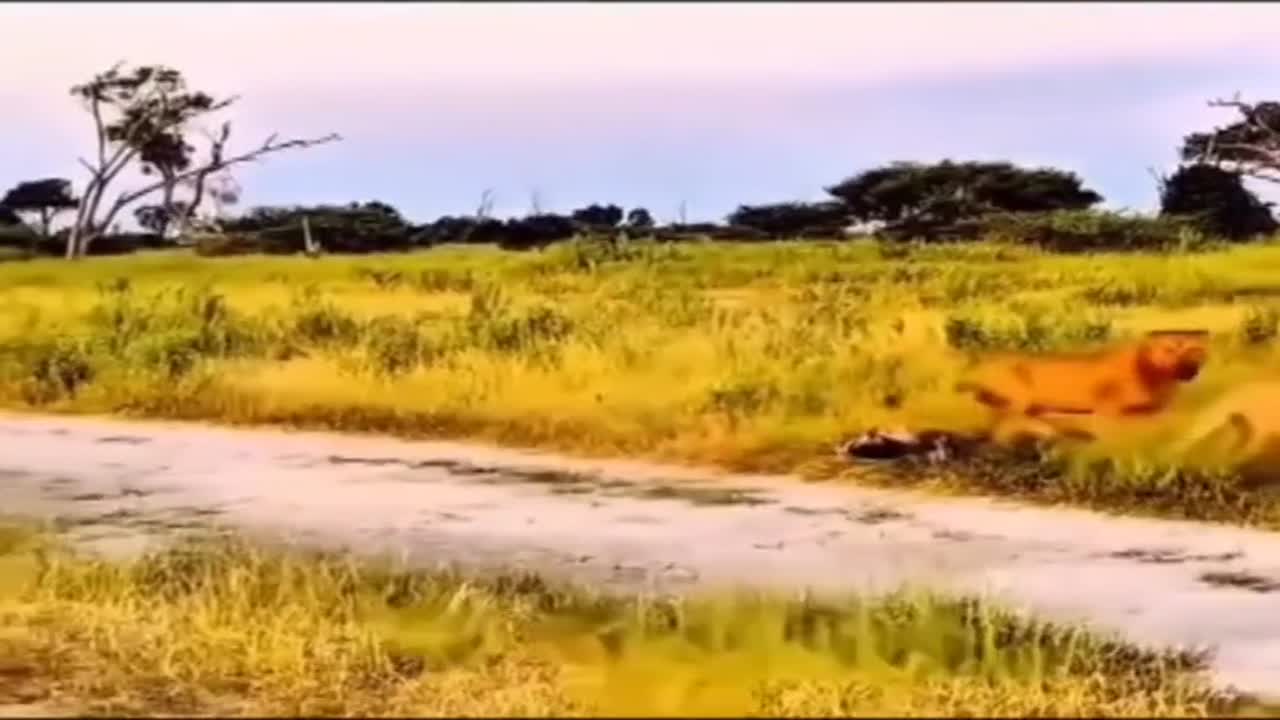 Amikor közeledik a király 🤔🤪