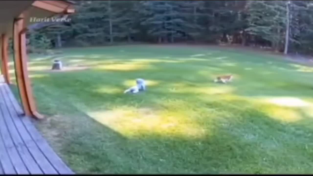 Kicsi a macska de bátor🙀