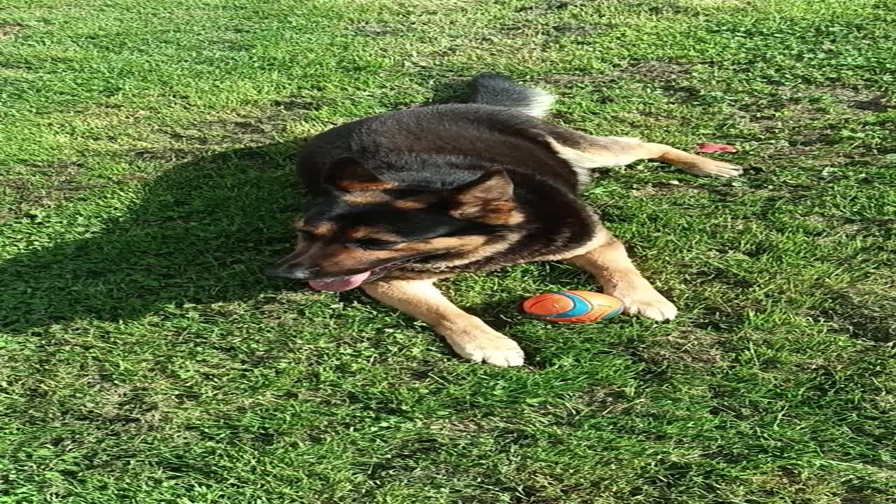 🐕‍🦺