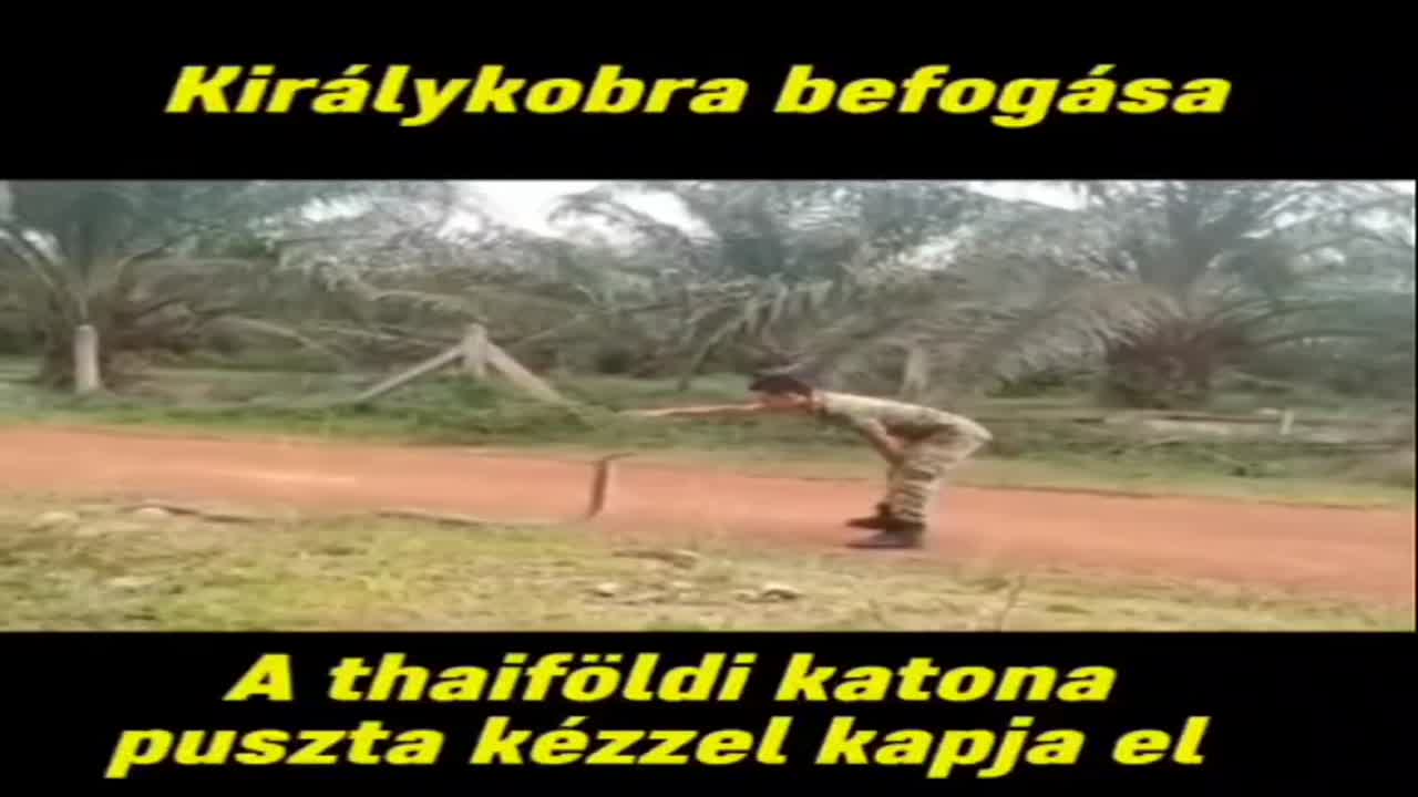 Király kobra befogása😱
