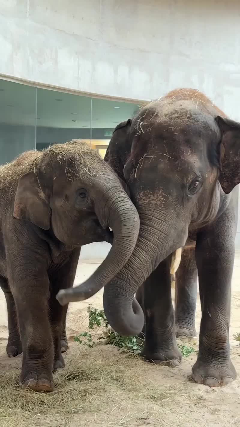 🐘