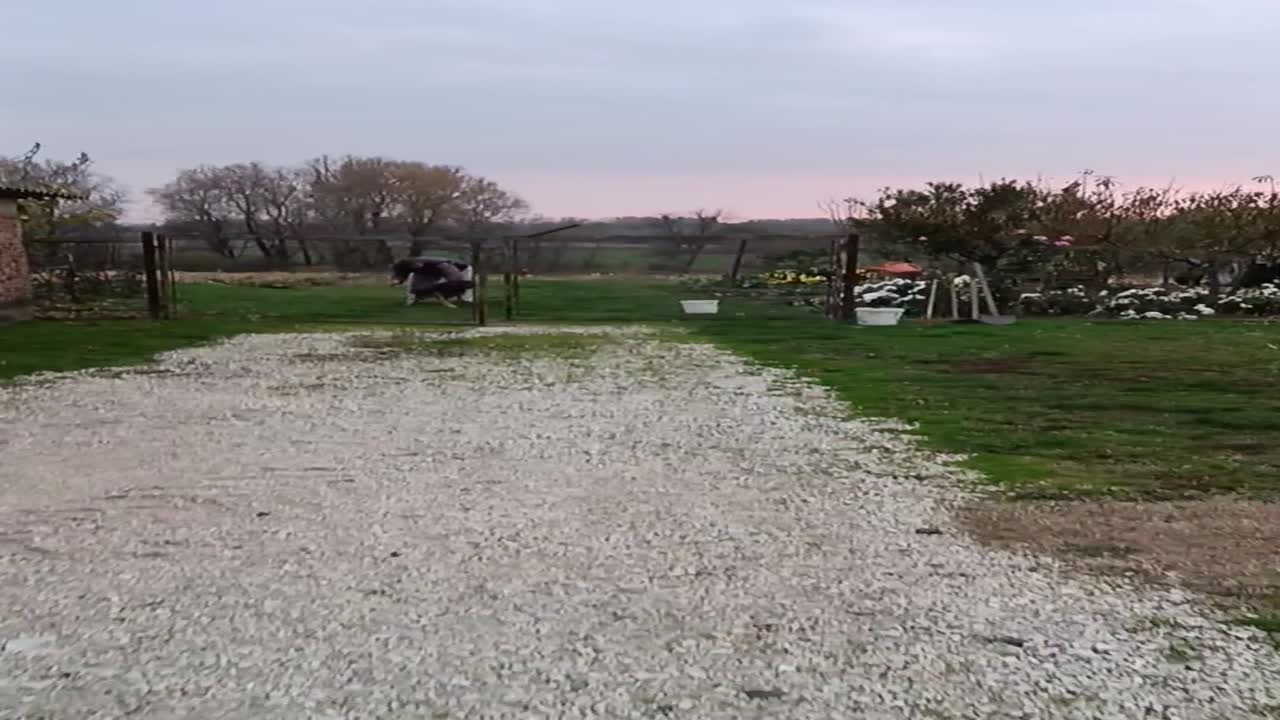 A gazdi dolgozik, köszönök neki gyorsan 🐕‍🦺