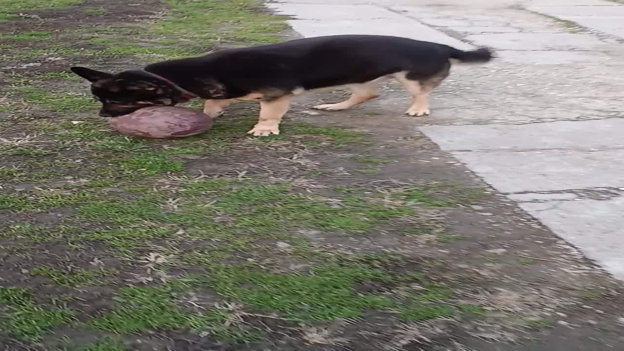 Áki bemelegít 🐕‍🦺